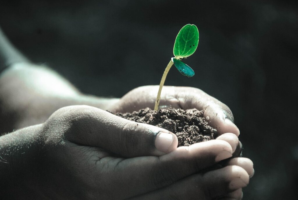 hands, macro, plant, soil, grow, nature, life, gray life, gray plant, gray plants
