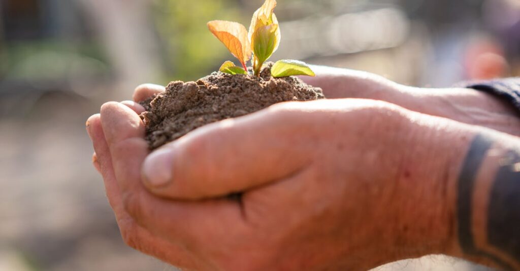Close-up of hands nurturing a small seedling with fresh soil, symbolizing growth and care.