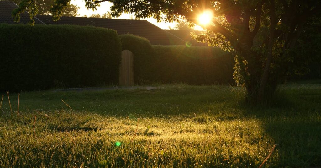 A serene backyard captured at sunrise with lens flare through trees.