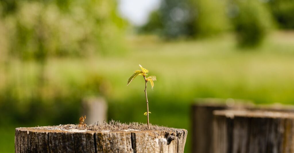A vibrant young sprout emerging on a tree stump in a lush rural setting, symbolizing renewal.