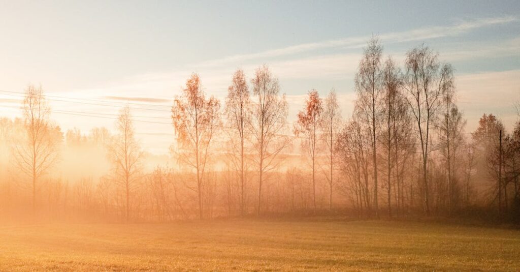 Serene misty sunrise over a rural field with autumn trees in Straupe, Latvia.