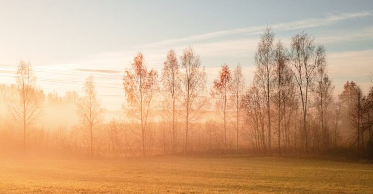 Serene misty sunrise over a rural field with autumn trees in Straupe, Latvia.