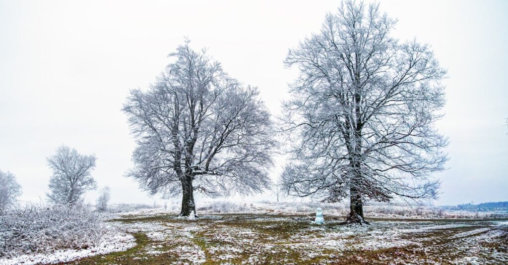 Tranquil winter scene with frosty trees and a snowman in a snowy countryside.