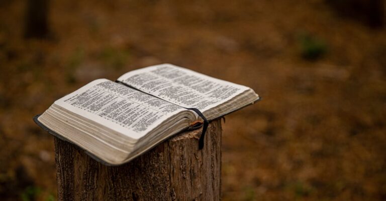 Open Bible placed on a tree stump outdoors, symbolizing faith in nature.
