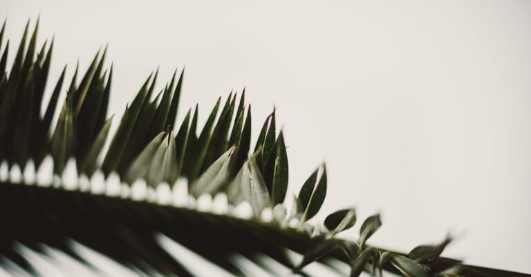 Close-up of palm leaves with a blurred background, captured in Playa del Carmen, Mexico.