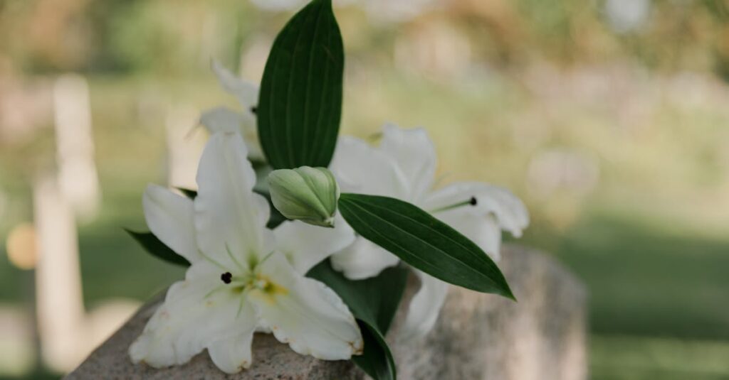 A close-up of white lilies resting on a tombstone in a quiet, sunlit cemetery.