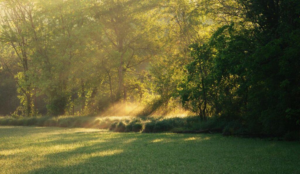 Sunlight streaming through trees on a tranquil morning, casting serene shadows.