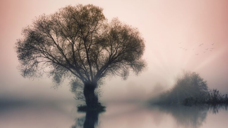 A tranquil scene of a lone tree by a misty lake at sunrise, creating a peaceful atmosphere.